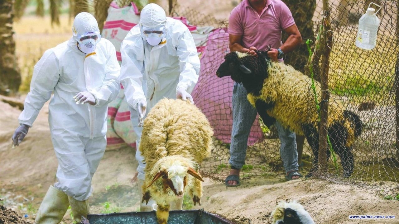 العراق يحظر استيراد الحيوانات من تركيا